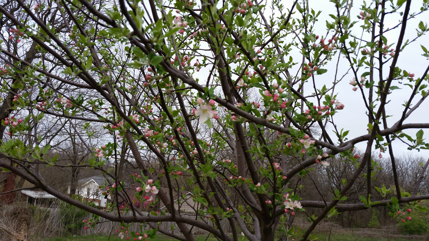 Apple blossoms