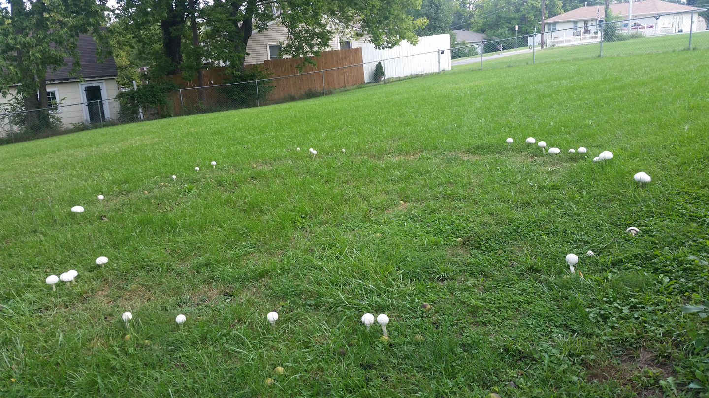 Mushroom fairy ring