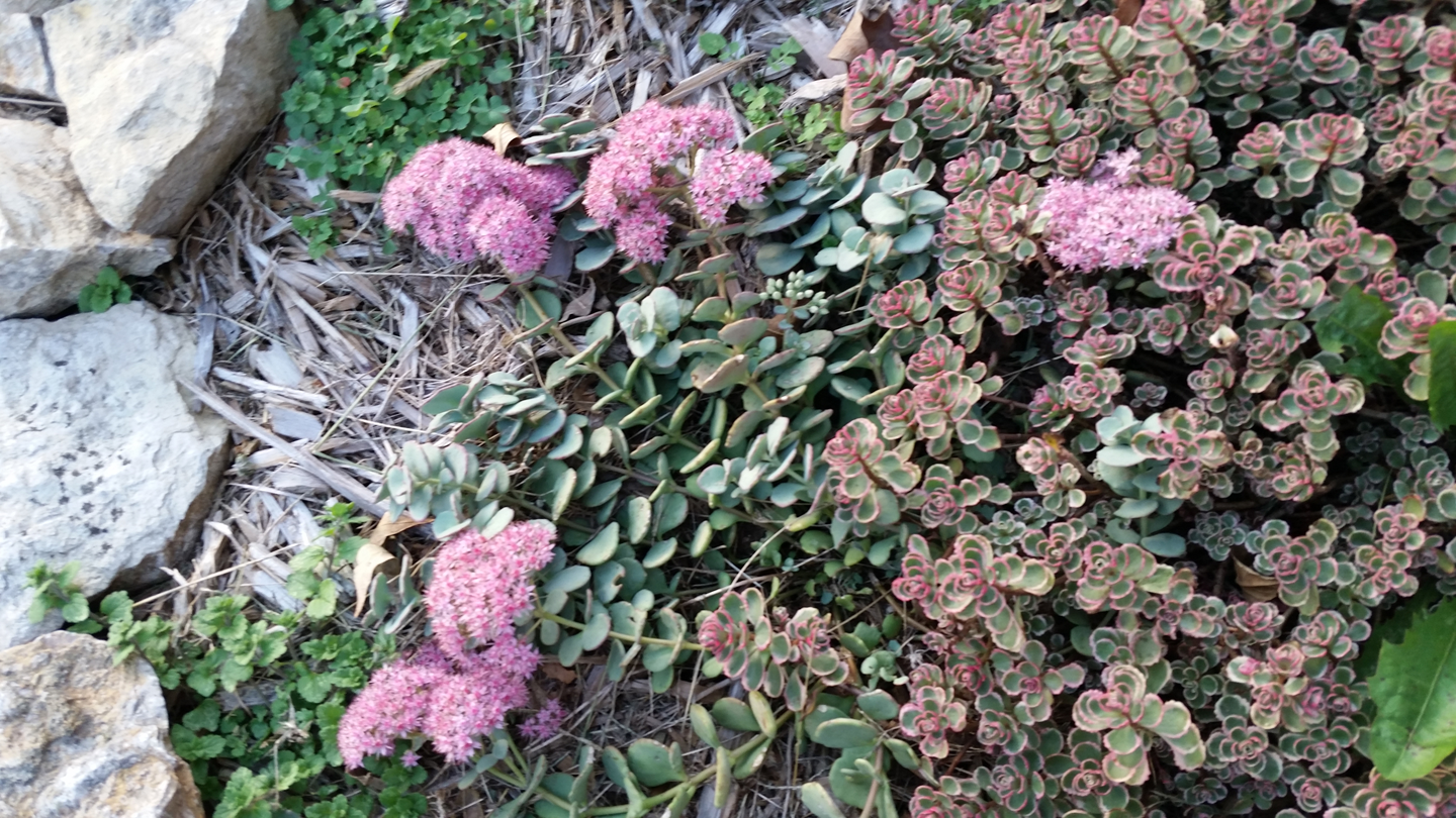 Sedum